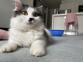 Cutie - Domestic Long Hair + Norwegian Forest Cat Cat