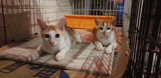 Adorable Golden Couple - Domestic Short Hair Cat