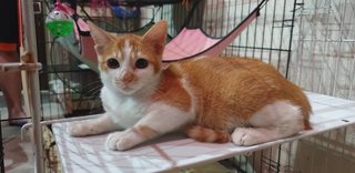 Adorable Golden Couple - Domestic Short Hair Cat