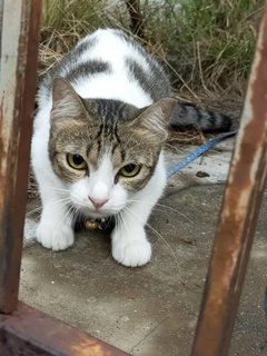 Big Eye - Domestic Short Hair Cat