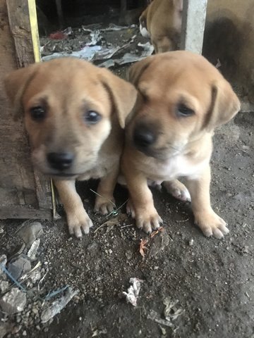 Joy &amp; Happy - Mixed Breed Dog