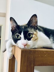 Michelle - Calico + Domestic Short Hair Cat