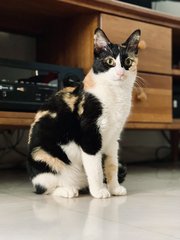 Michelle - Calico + Domestic Short Hair Cat