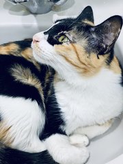 Michelle - Calico + Domestic Short Hair Cat