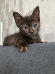 Toothless/ White - Domestic Medium Hair Cat