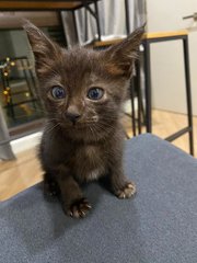 Toothless/ White - Domestic Medium Hair Cat