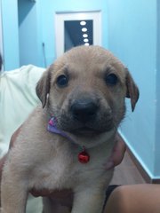 Puppy 2 - Mixed Breed Dog