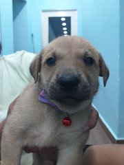 Puppy 2 - Mixed Breed Dog