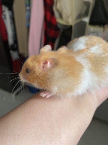 Luca - Syrian / Golden Hamster Hamster