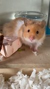 Luca - Syrian / Golden Hamster Hamster