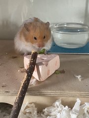 Luca - Syrian / Golden Hamster Hamster