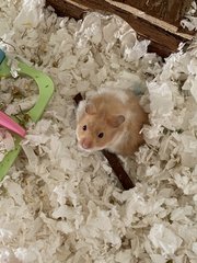 Luca - Syrian / Golden Hamster Hamster