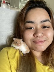 Luca - Syrian / Golden Hamster Hamster