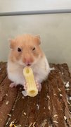 Luca - Syrian / Golden Hamster Hamster