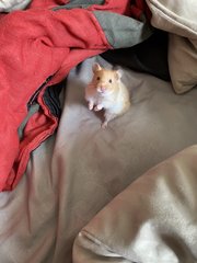 Luca - Syrian / Golden Hamster Hamster