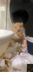 Luca - Syrian / Golden Hamster Hamster