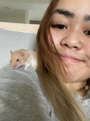 Luca - Syrian / Golden Hamster Hamster