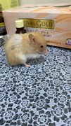 Luca - Syrian / Golden Hamster Hamster