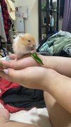 Luca - Syrian / Golden Hamster Hamster