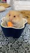 Luca - Syrian / Golden Hamster Hamster