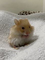 Luca - Syrian / Golden Hamster Hamster