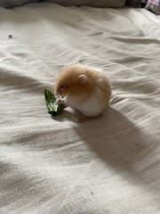 Luca - Syrian / Golden Hamster Hamster