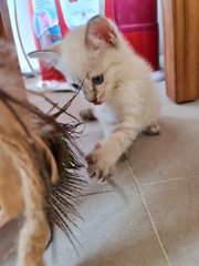 Giorgio - Domestic Medium Hair Cat