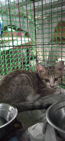 Candy (Brown With White Face) - Domestic Short Hair Cat