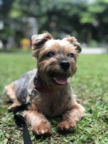 Weeskey - Silky Terrier Dog