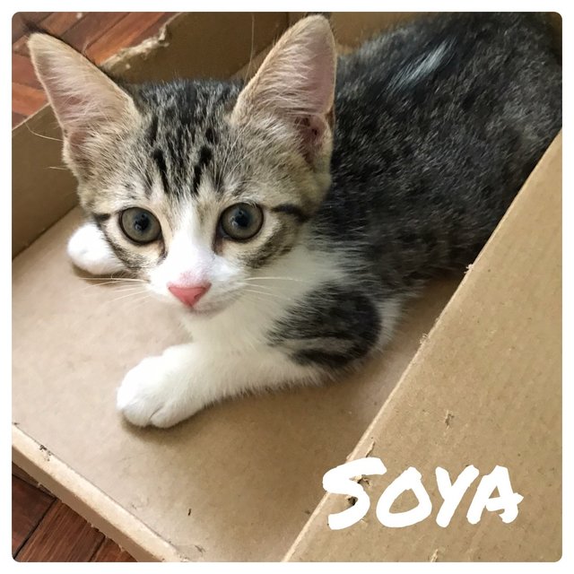 Soya - Domestic Short Hair Cat