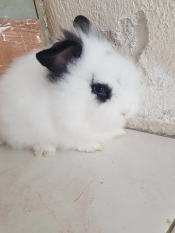 PF102087 - Lionhead Rabbit