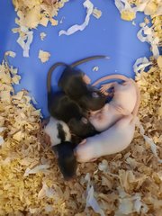 Baby Hopper Rats - Rat Small & Furry