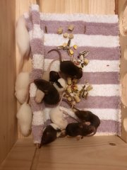 Baby Hopper Rats - Rat Small & Furry