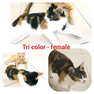 Tri-colour kitty