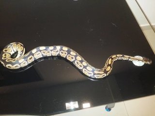 Normal Ball Python( Buddy) - Snake Reptile