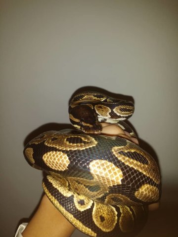 Normal Ball Python( Buddy) - Snake Reptile