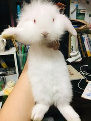 Rose - Holland Lop + New Zealand Rabbit