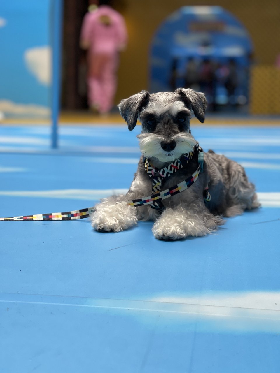 Stella - Schnauzer Dog