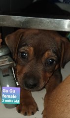 Gu Gu - Mixed Breed Dog