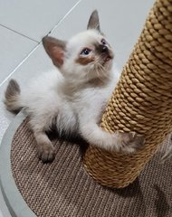 Giovanni - Siamese Cat