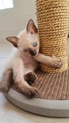 Giovanni - Siamese Cat