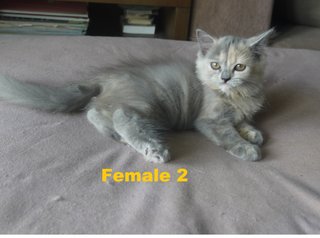 Persian Mix Kitten (B6) - Persian Cat