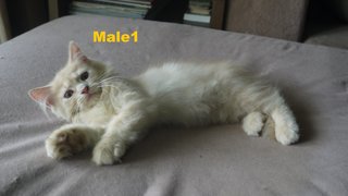 Persian Mix Kitten (B6) - Persian Cat