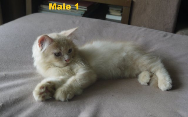 Persian Mix Kitten (B6) - Persian Cat