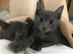 Albus looking at the camera. Albus has a wider face in comparison with Gandalf