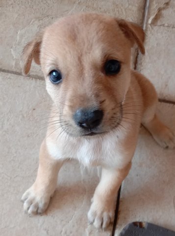 Teddy - Mixed Breed Dog