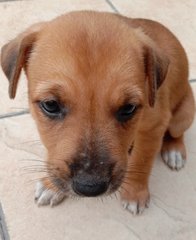 Brownie - Mixed Breed Dog