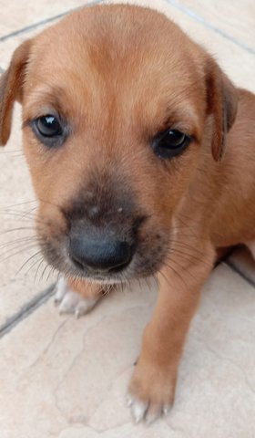 Brownie - Mixed Breed Dog