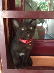 Betty - Domestic Short Hair Cat