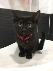 Betty - Domestic Short Hair Cat